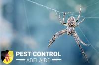 Spider Control Adelaide image 2